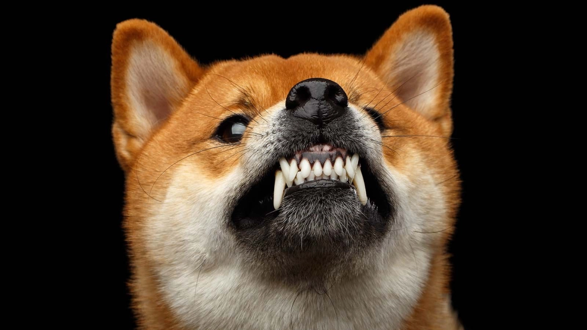 Shiba Inu token burn rate pumps 1,800% within 24 hours, is a big pump coming? 3